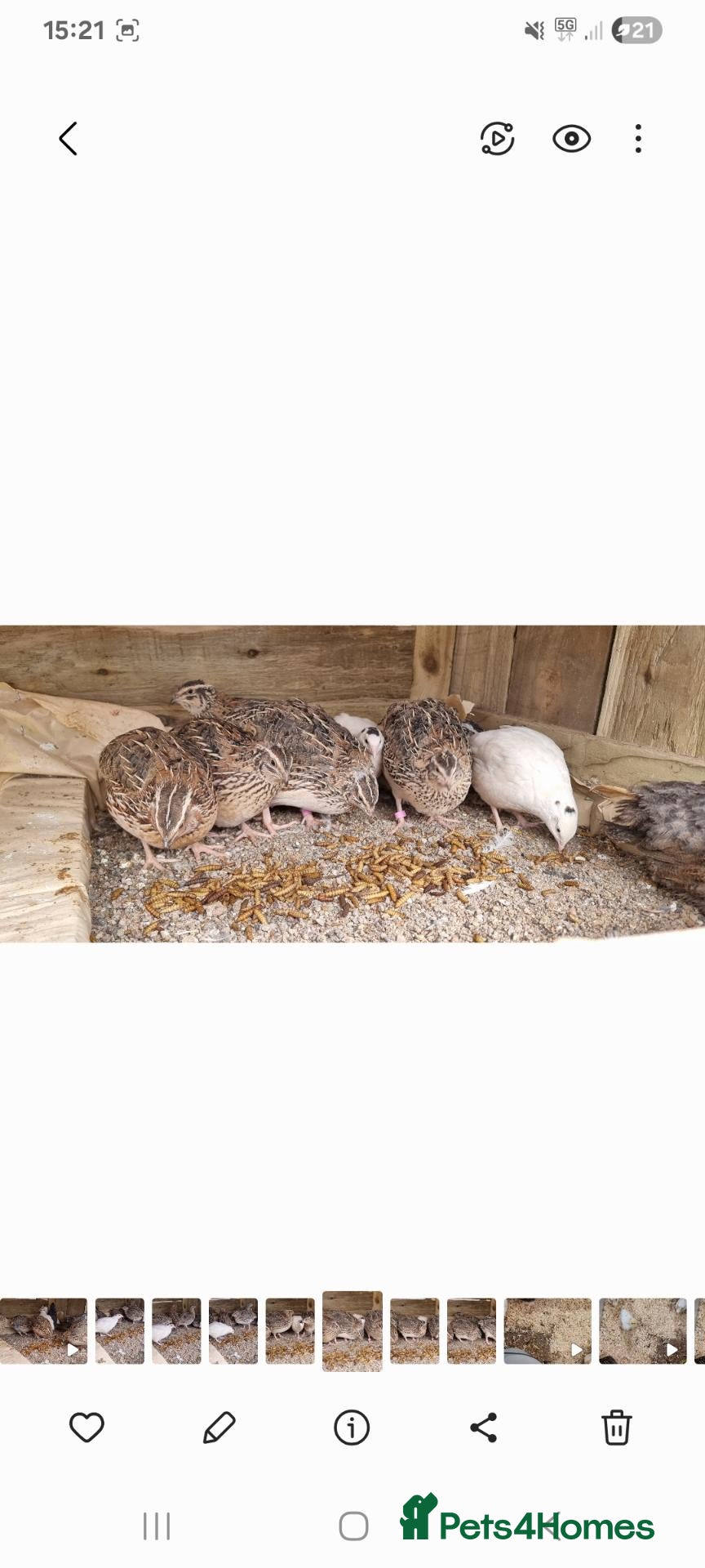 Quail poultry for sale: 🐣 Live Coturnix Jumbo Quail for Sale 🐣 - Advert 2