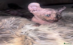 Sphynx cats for sale: Half Elf sphynx  - Image 4