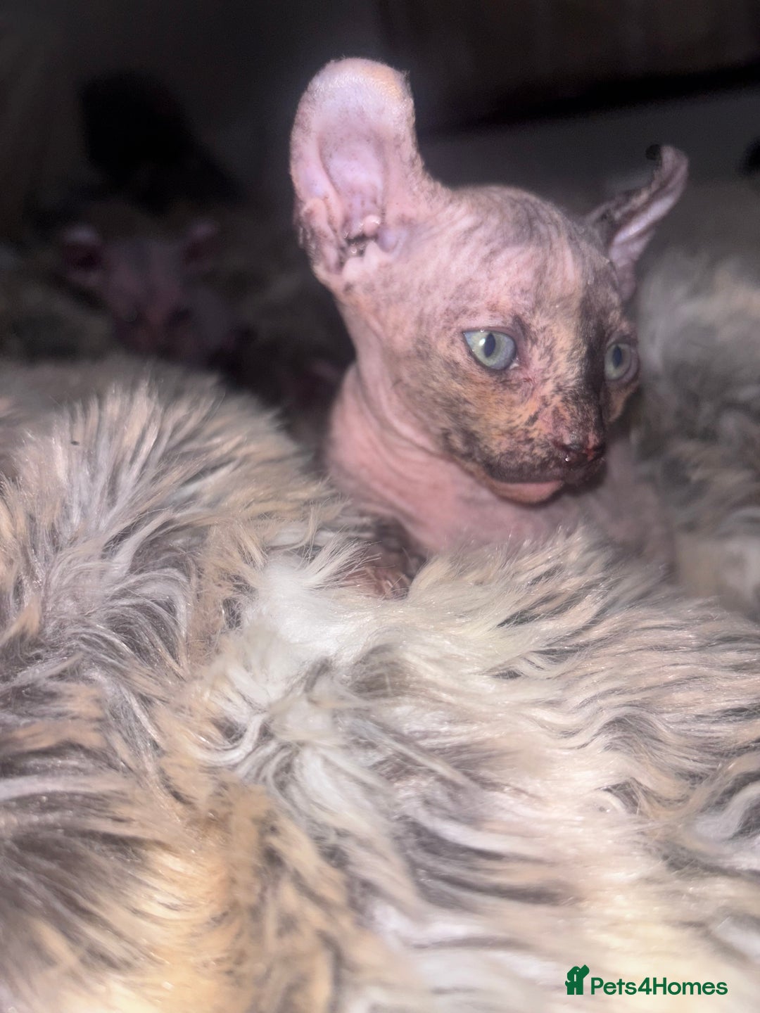 Sphynx cats for sale: Half Elf sphynx  - Image 4