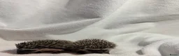 Pygmy Hedgehog rodents for sale: African Pygmy hedgehog babies for sale in Redruth - Advert 9