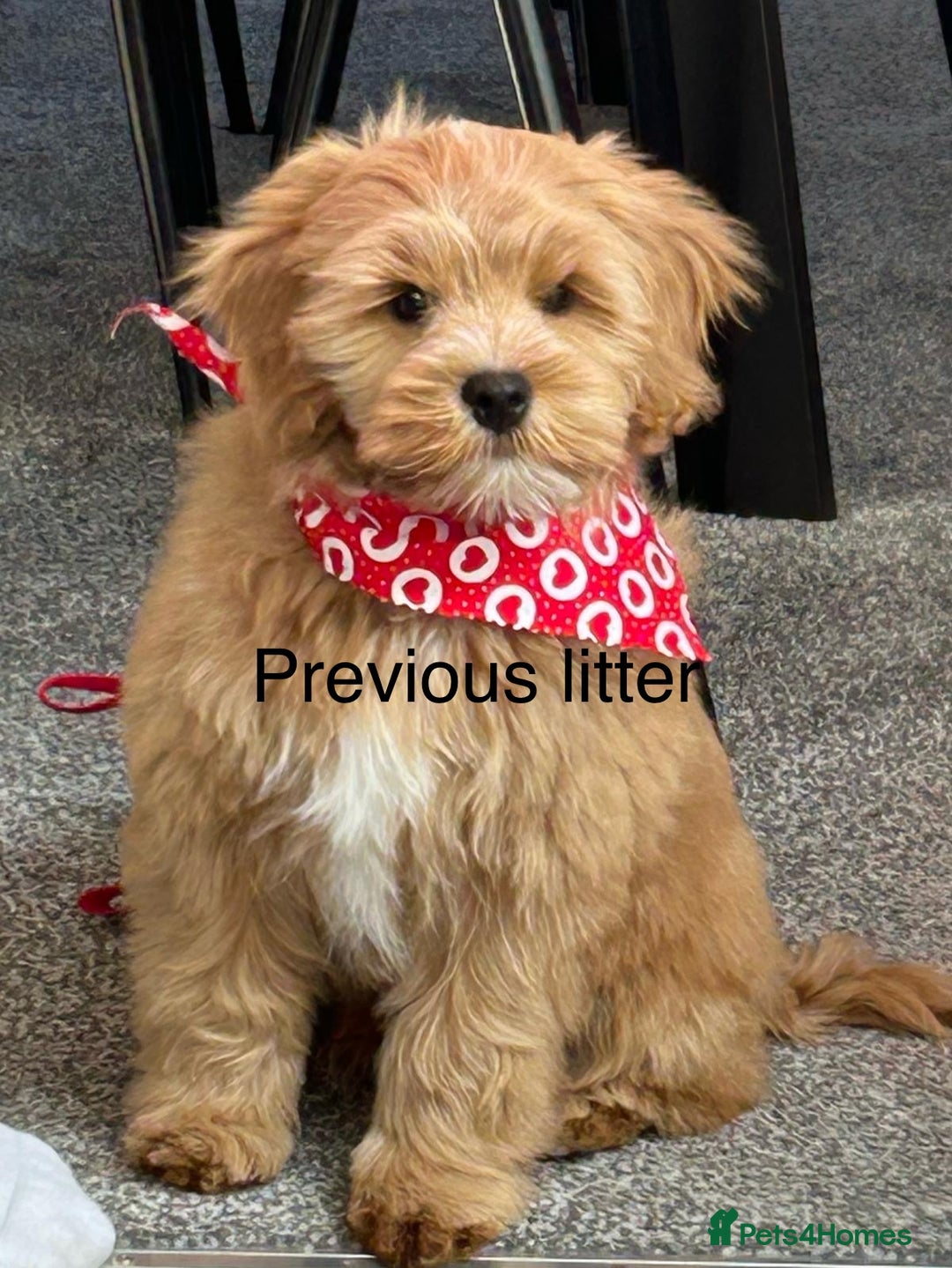 Mixed Breed dogs for sale: Cavapoochon Puppies  - Image 14