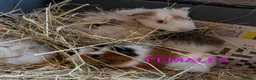 Guinea Pig rodents for sale: Beautiful Baby Guinea Pigs - Males  - Advert 8