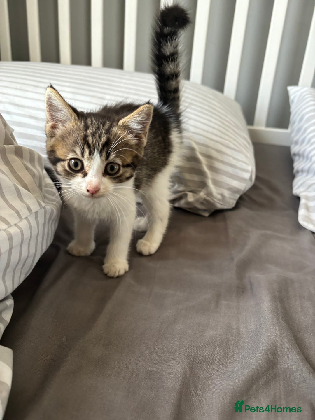 Mixed Breed cats for sale: Female kitty for sale - ready to leave  - Image 11