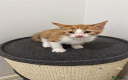 Domestic Shorthair cats for sale: Ginger male kitten  - Image 1