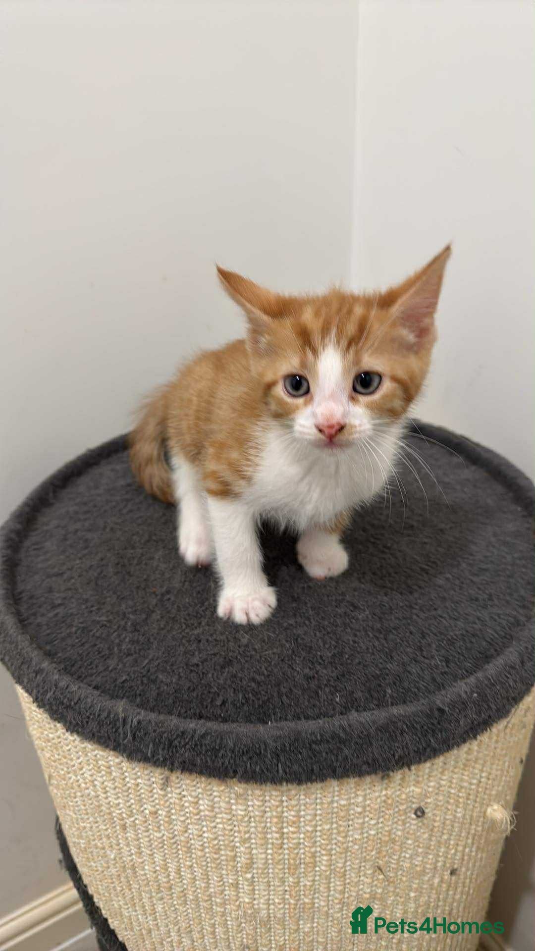 Domestic Shorthair cats for sale: Ginger male kitten  - Image 1