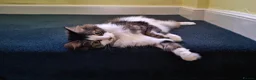 Domestic Shorthair cats for adoption: Daffodil, beautiful 3 legged girl  - Advert 3