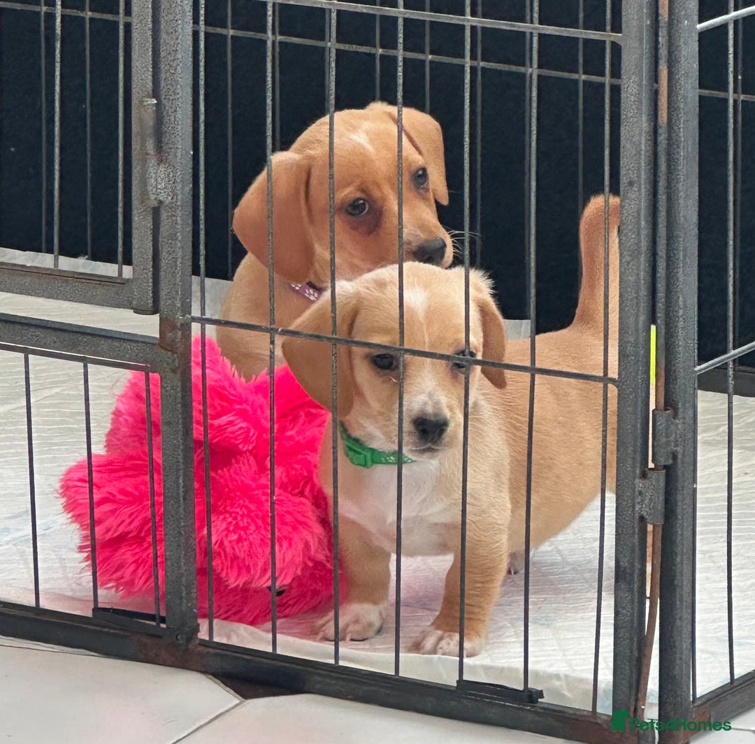 Mixed Breed dogs for sale: Dachshund X mini Jack Russell - Image 4