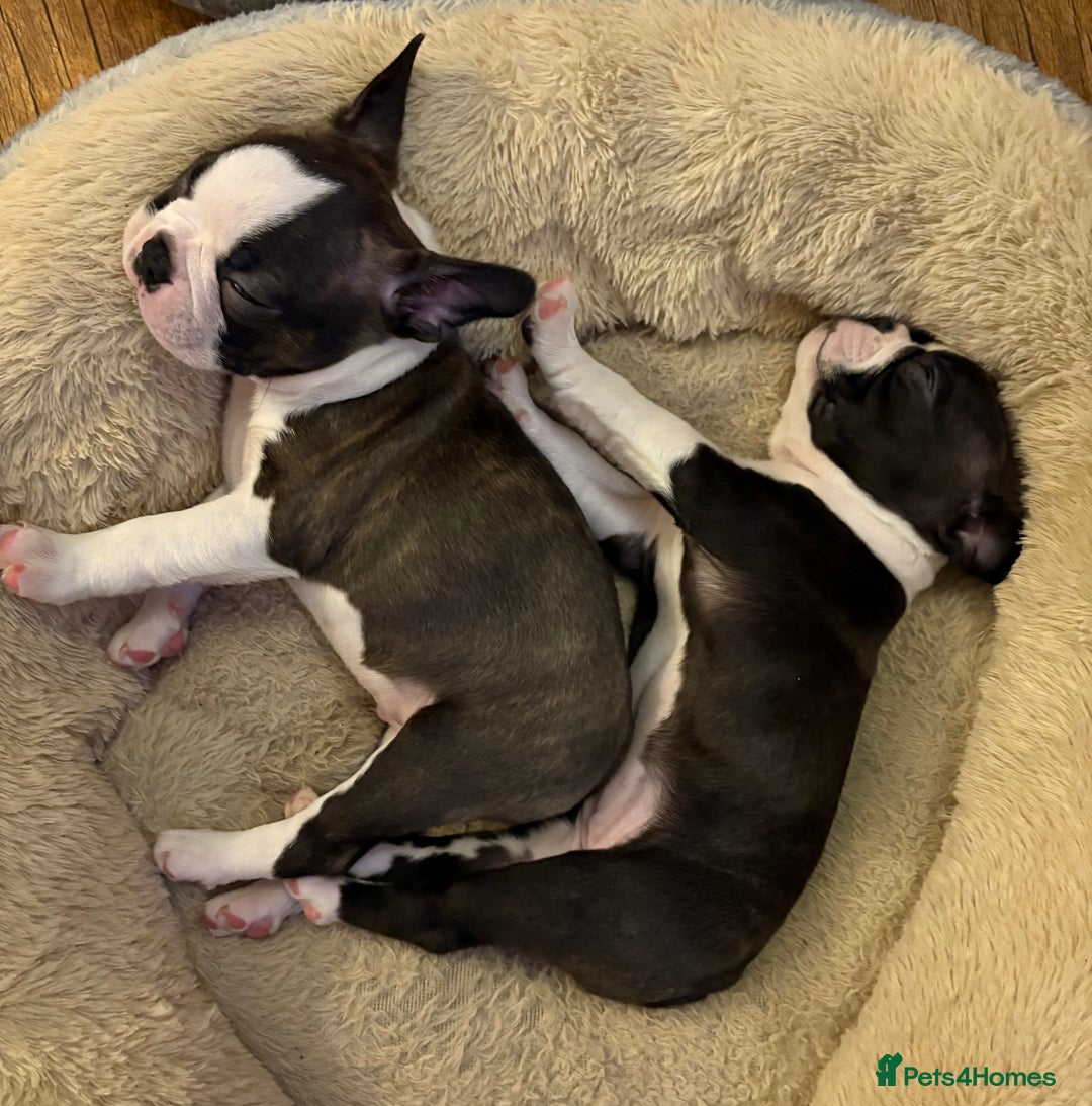 Boston Terrier dogs for sale: Boston Terrier Puppies. Ready in 2 weeks.  - Advert 4