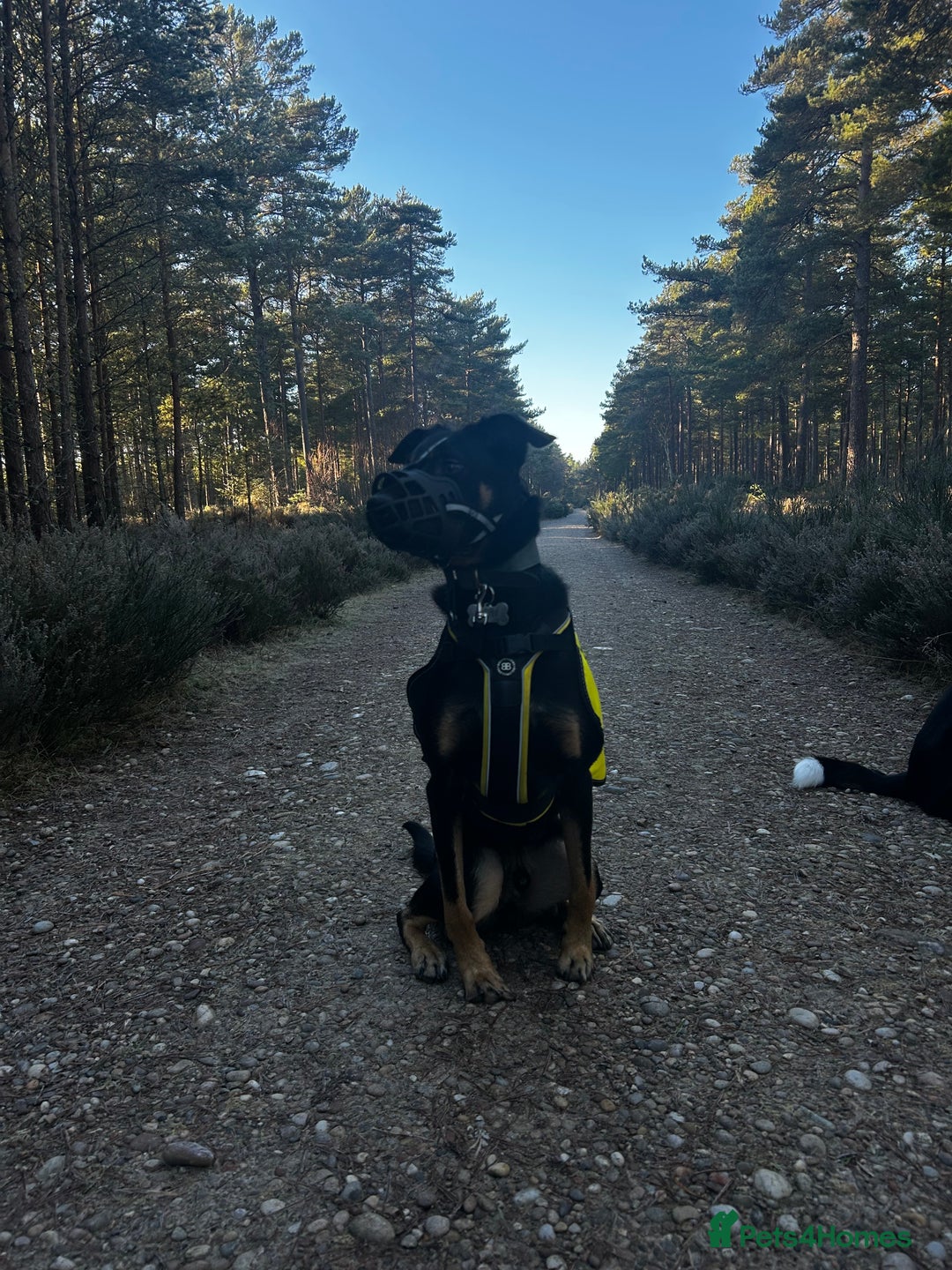 Australian Kelpie dogs for sale: Kal, Australian Kelpie  - Advert 7