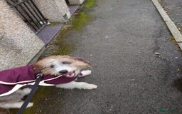 Bordoodle dogs for sale: Bordoodle Girl - Image 5