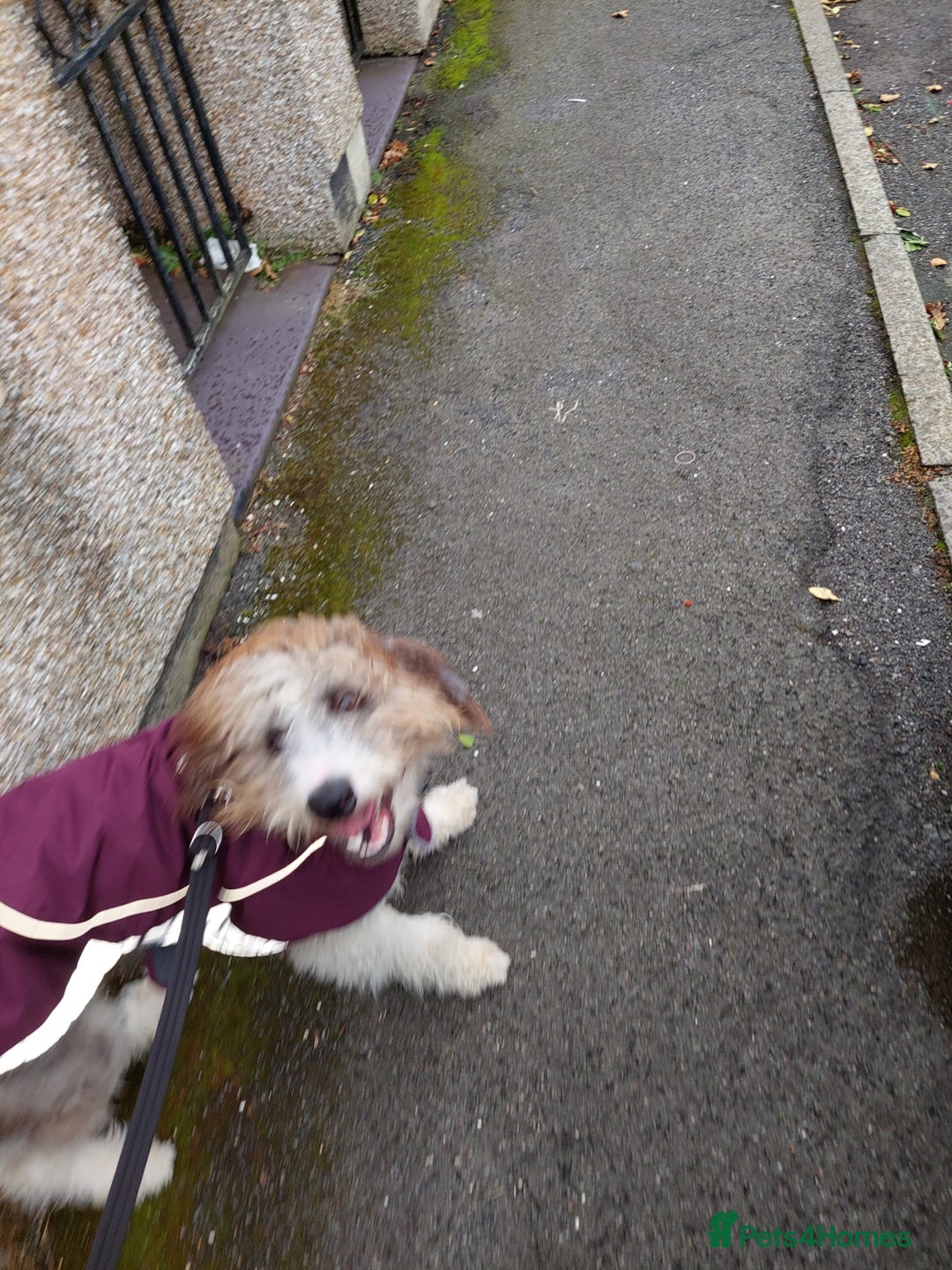 Bordoodle dogs for sale: Bordoodle Girl - Image 5