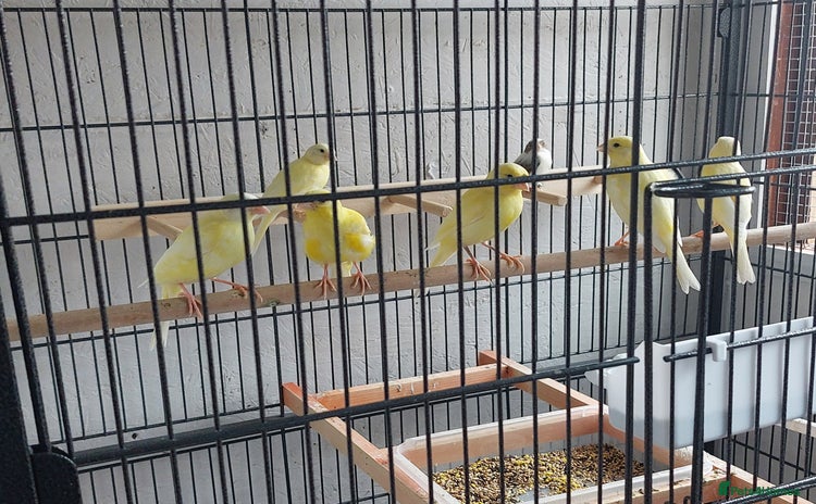 Canaries birds - Advert 17