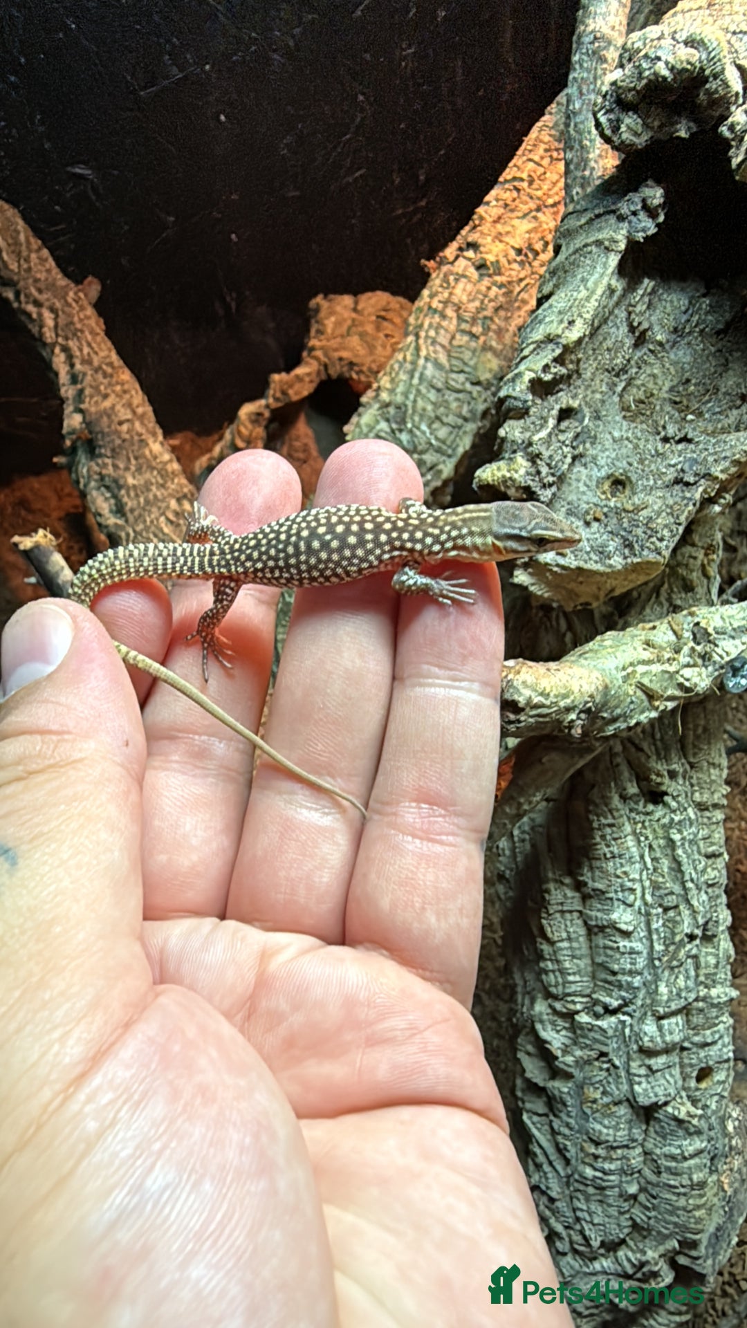 Monitor reptiles for sale: Ackie monitor babies - Advert 1