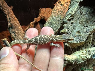 Monitor reptiles Ackie monitor babies - Advert 1