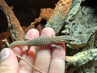 Monitor reptiles Ackie monitor babies - Advert 5