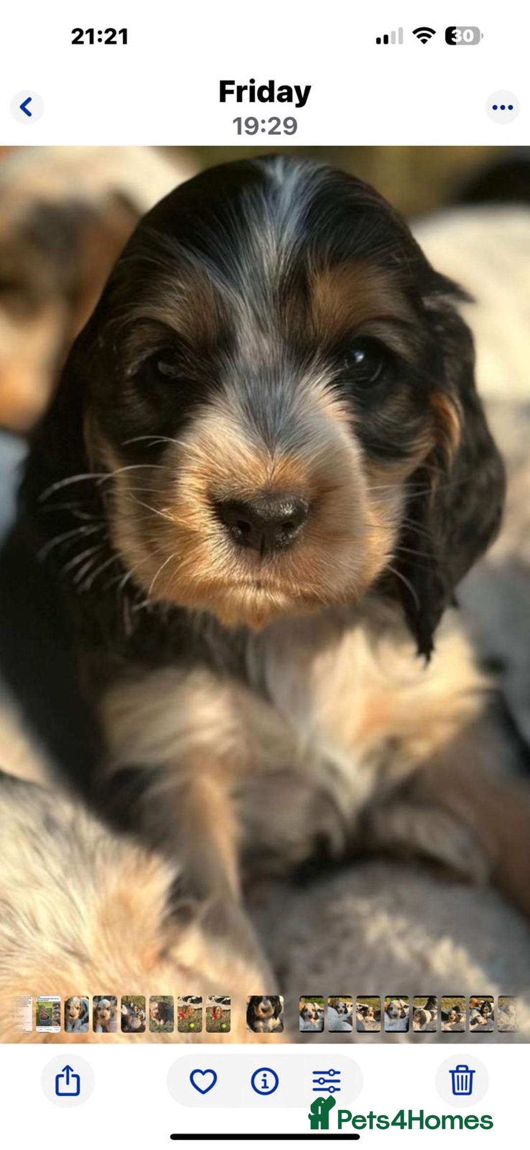 Cocker Spaniel dogs for sale: STUNNING Rizi Bizi sired Cocker puppies DNA Tested - Image 40
