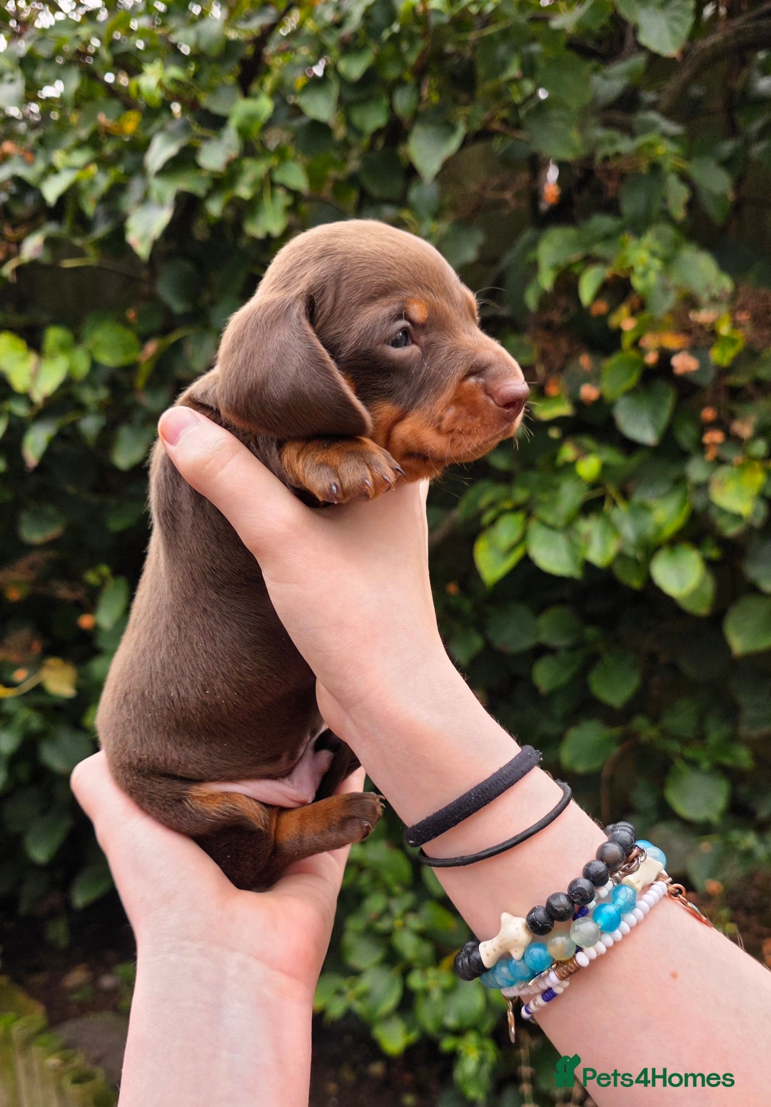 Miniature Dachshund dogs for sale: Beautiful KC registered miniature dachshund babies - Image 6