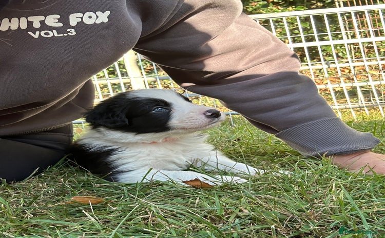 Border Collie dogs - Advert 5