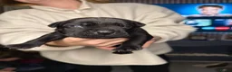 Cane Corso dogs for sale: Cane corso puppies  - Advert 6