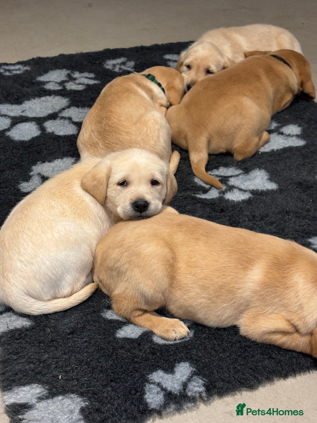 Labrador Retriever dogs for sale: KC Registered Labrador Puppies for Sale - Advert 3