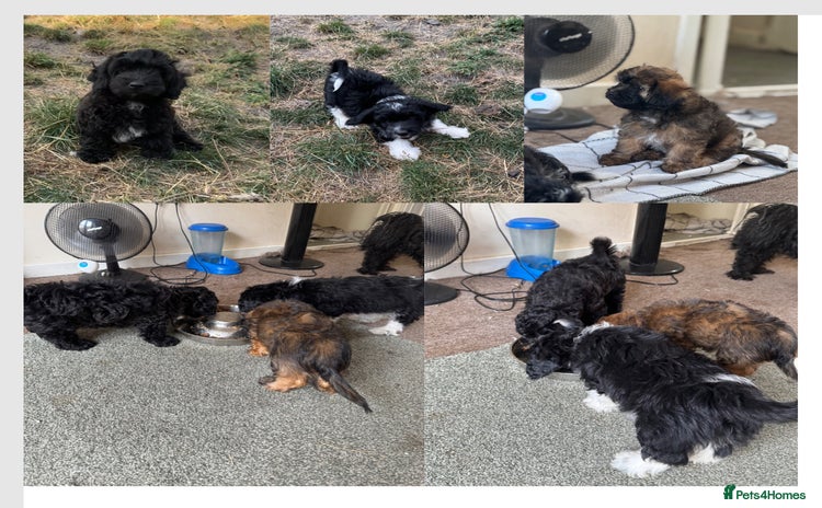Shihpoo dogs in Telford - Advert 1