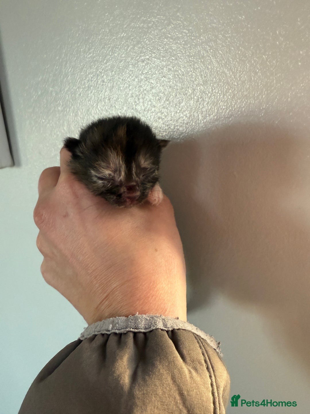 Domestic Shorthair cats for sale: Beautiful kittens available  - Advert 7