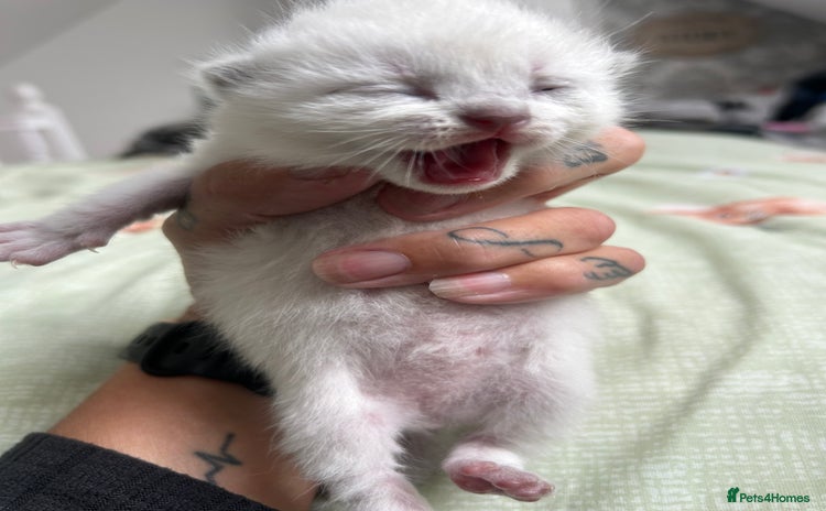 Ragdoll cats - Advert 3