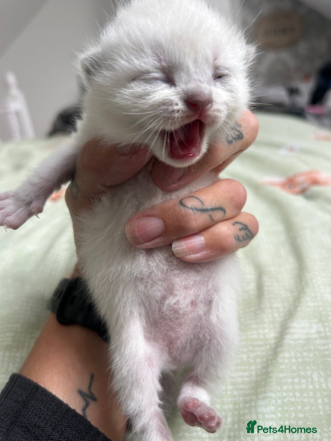 Ragdoll cats for sale: Ragdoll/british blue - Image 1