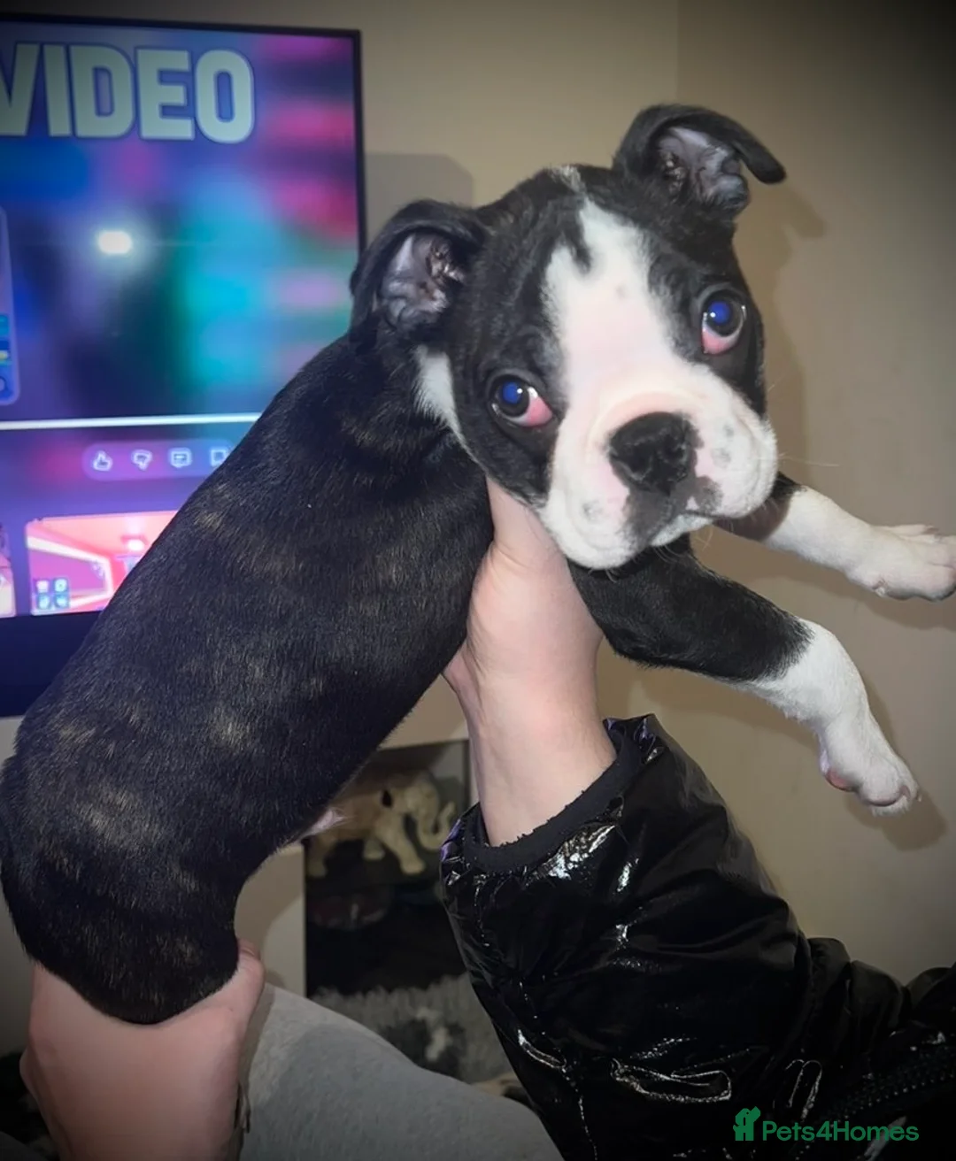 Boston Terrier dogs for sale: One Boston Terrier Boy, Champion Lines - Advert 2