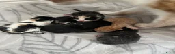 Mixed Breed cats for sale: Gorgeous kittens  - Advert 2