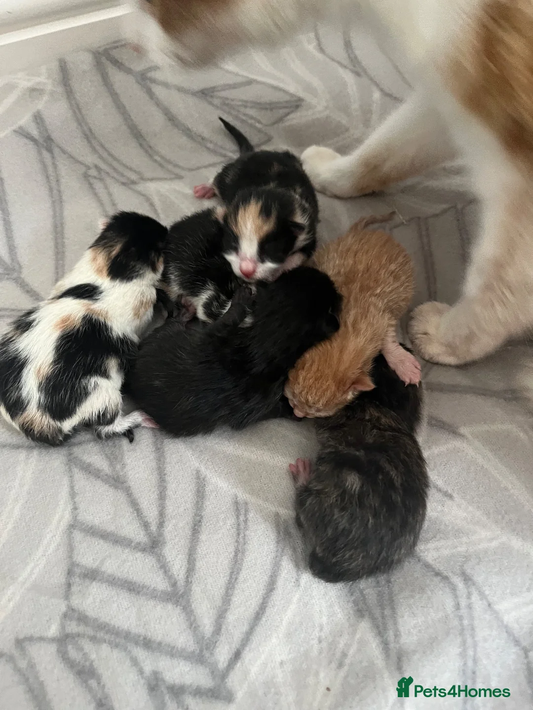 Mixed Breed cats for sale: Gorgeous kittens  - Advert 2