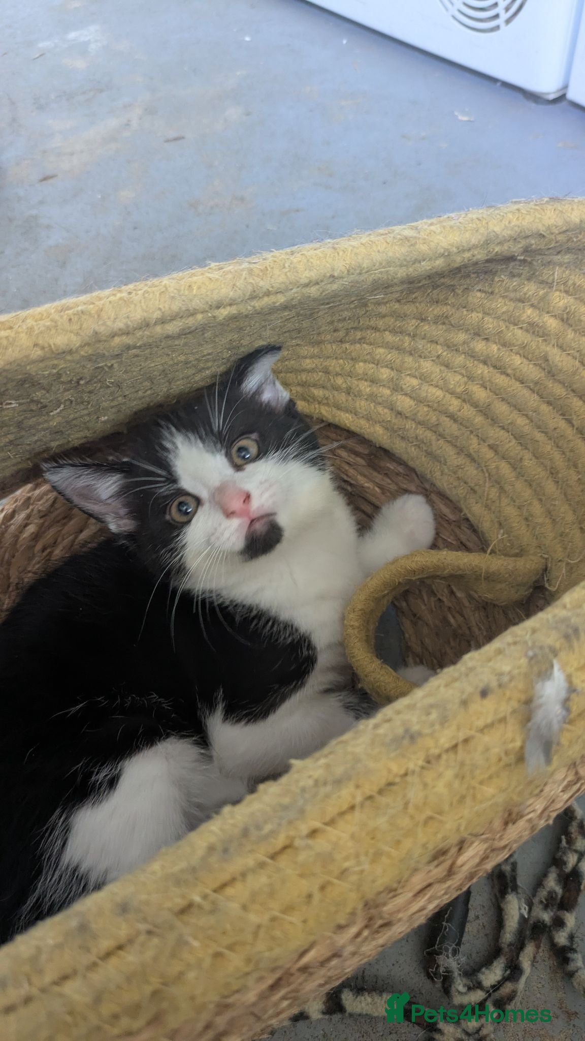 British Longhair cats 2 black and 2 black and white kittens for sale - Advert 10