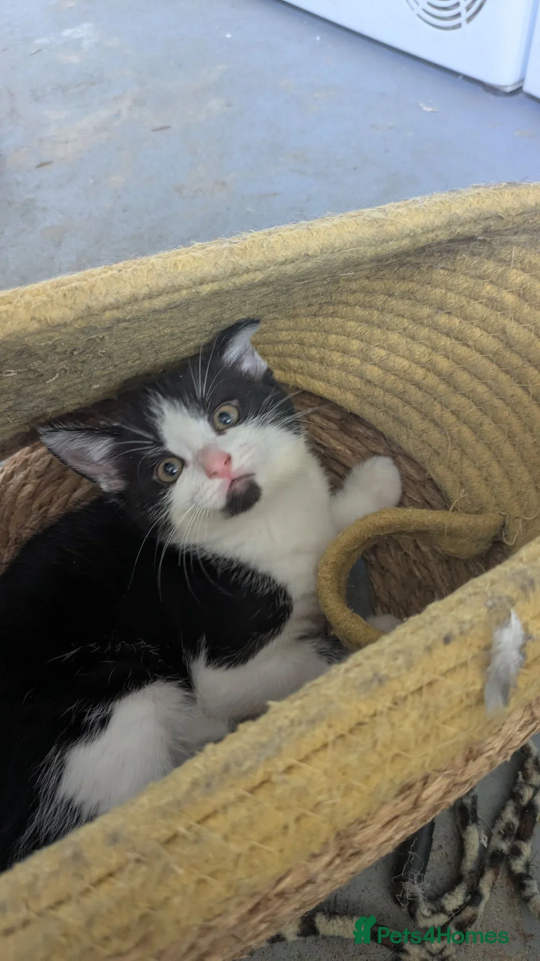 British Longhair cats for sale: 2 black and 2 black and white kittens for sale - Advert 1