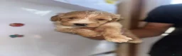 Cockapoo dogs for sale: Beautiful puppy - Advert 6