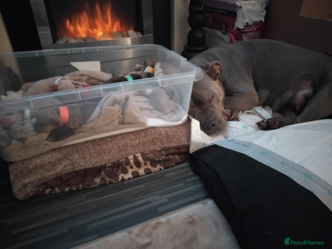 Mixed Breed dogs for sale: Staffordshire bull terrier X puppies - Advert 6