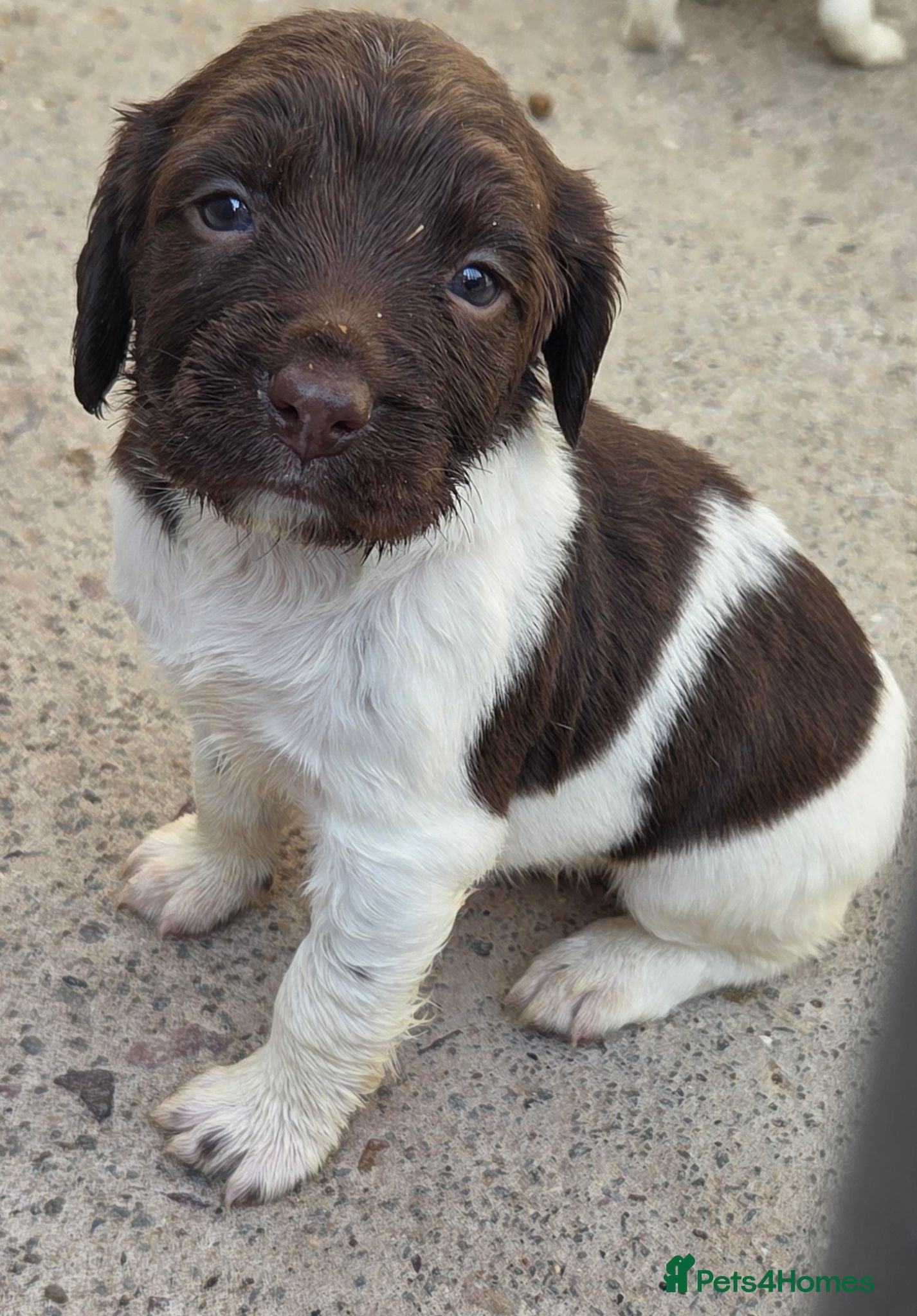 English Springer Spaniel dogs English Springer Spaniels  - Advert 16