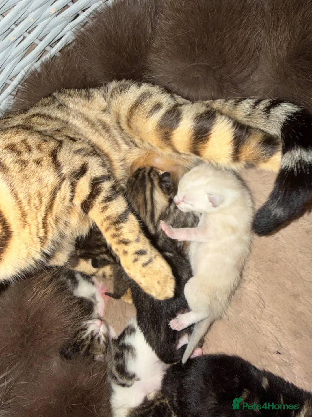 Bengal cats for sale: Bengal x kitten - Advert 2