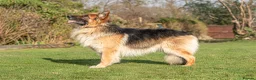 German Shepherd dogs for stud: STUD GSD - Advert 1