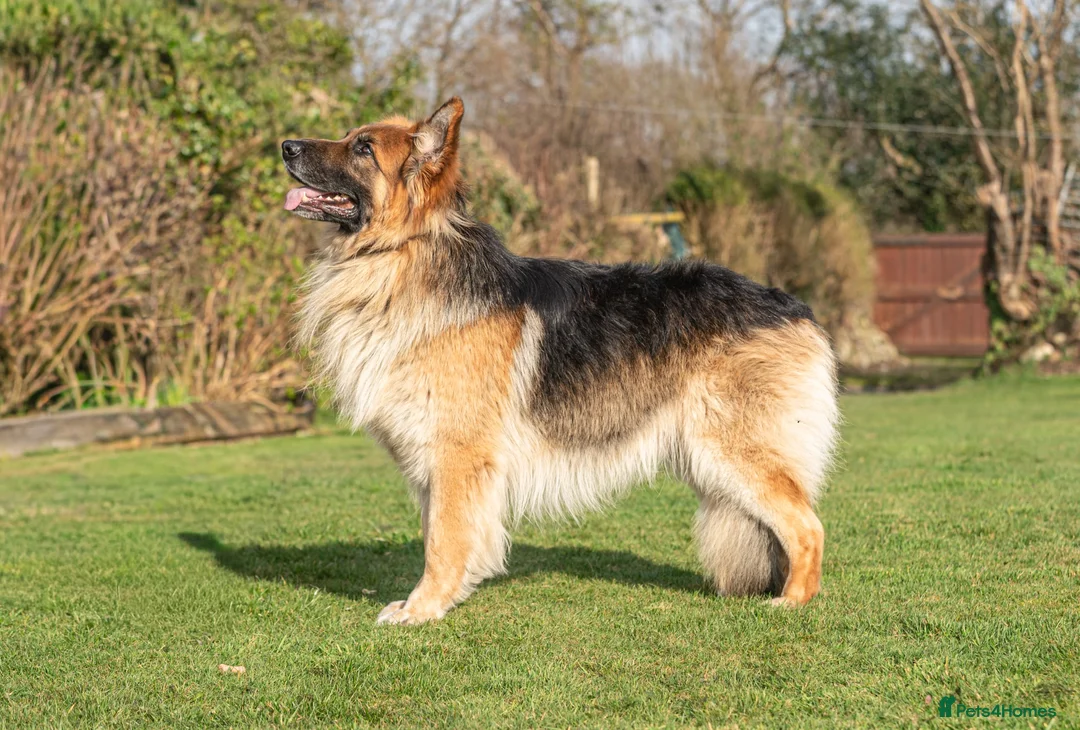 German Shepherd dogs for stud: STUD GSD - Advert 1