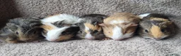 Guinea Pig rodents for sale: Adorable baby guineas - Advert 10