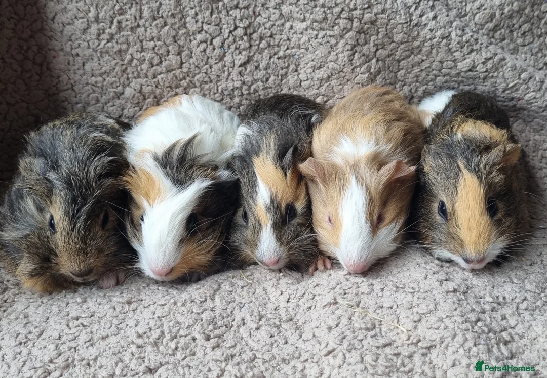 Guinea Pig rodents for sale: Adorable baby guineas - Advert 10
