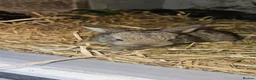 Mixed Breed rabbits for sale: Beautiful baby rabbits for sale in Prenton - Advert 2