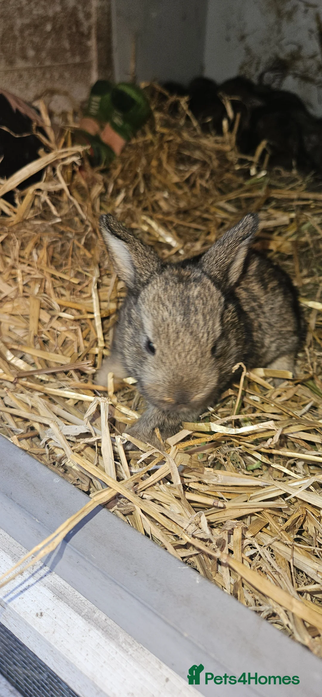 Mixed Breed rabbits for sale: Beautiful baby rabbits for sale in Prenton - Advert 2