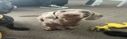 Miniature Dachshund dogs for stud: Isabella and Tan miniature dachshund for stud - Advert 5