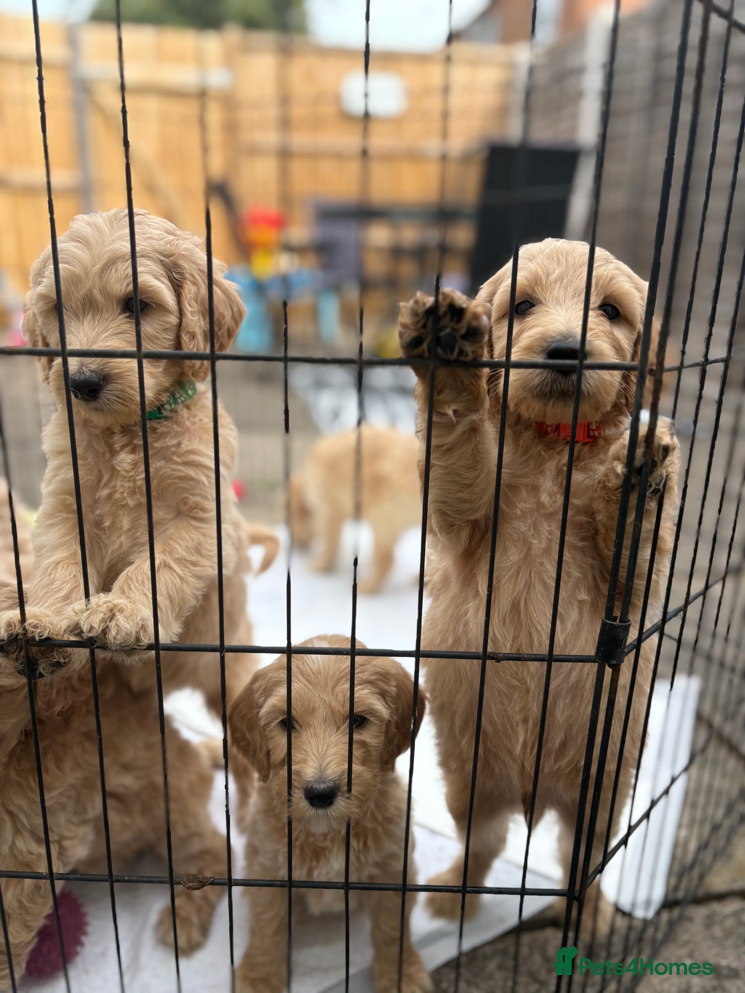 Goldendoodle dogs for sale: READY NOW! F1B golden doodles  - Image 3