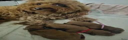 Cavapoo dogs for sale: Cavapoo puppies (toy)DNA CLEAR - Advert 3
