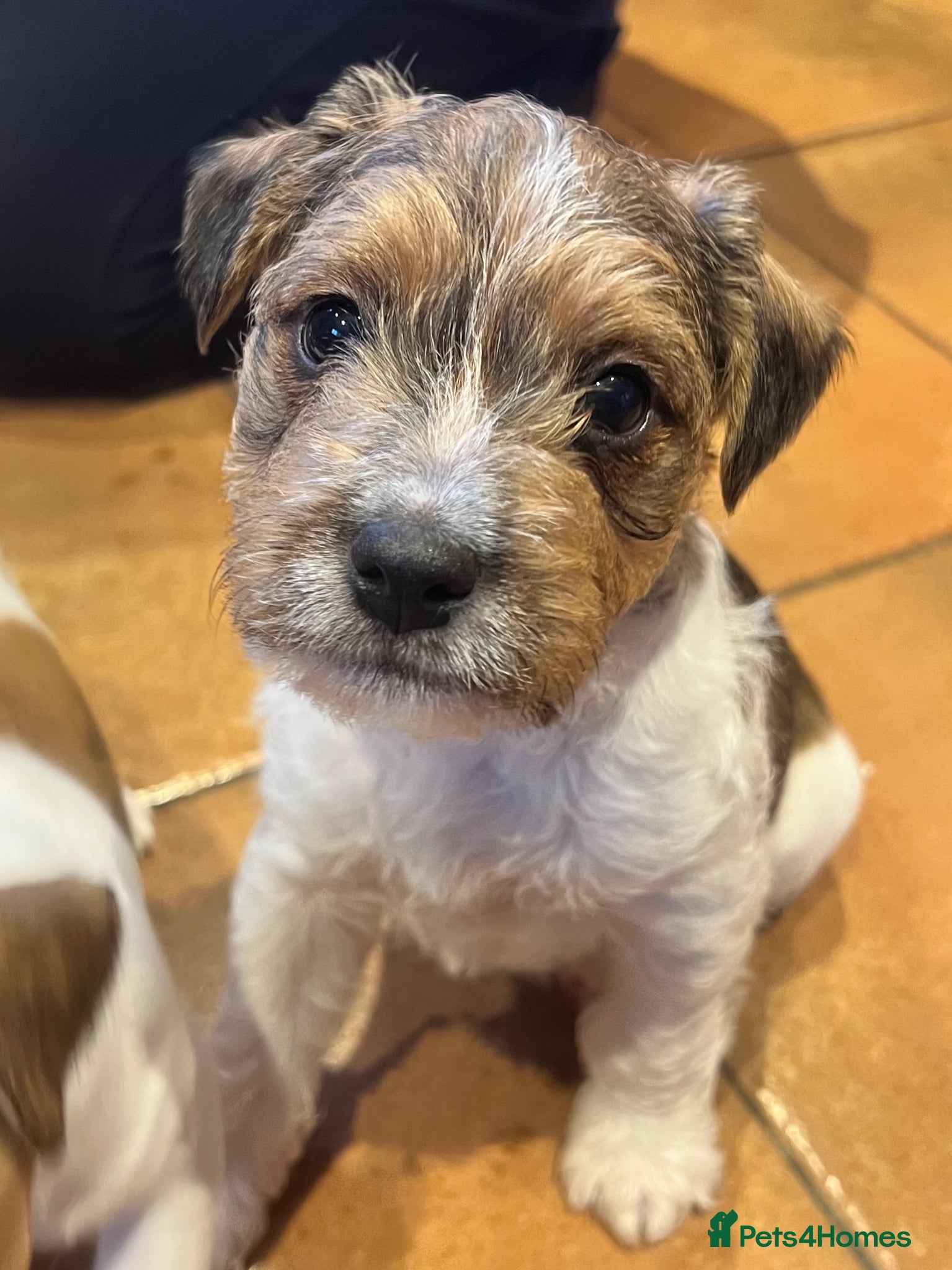 Jack Russell dogs Jack Russell puppies  - Advert 1