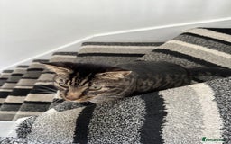 Mixed Breed cats for sale: Cat for Rehoming – Meet Eisa 🐾 - Image 7