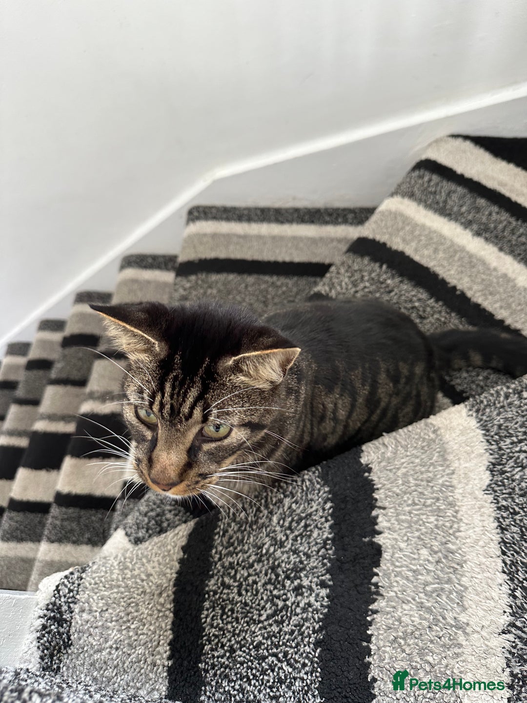 Mixed Breed cats for sale: Cat for Rehoming – Meet Eisa 🐾 - Image 7