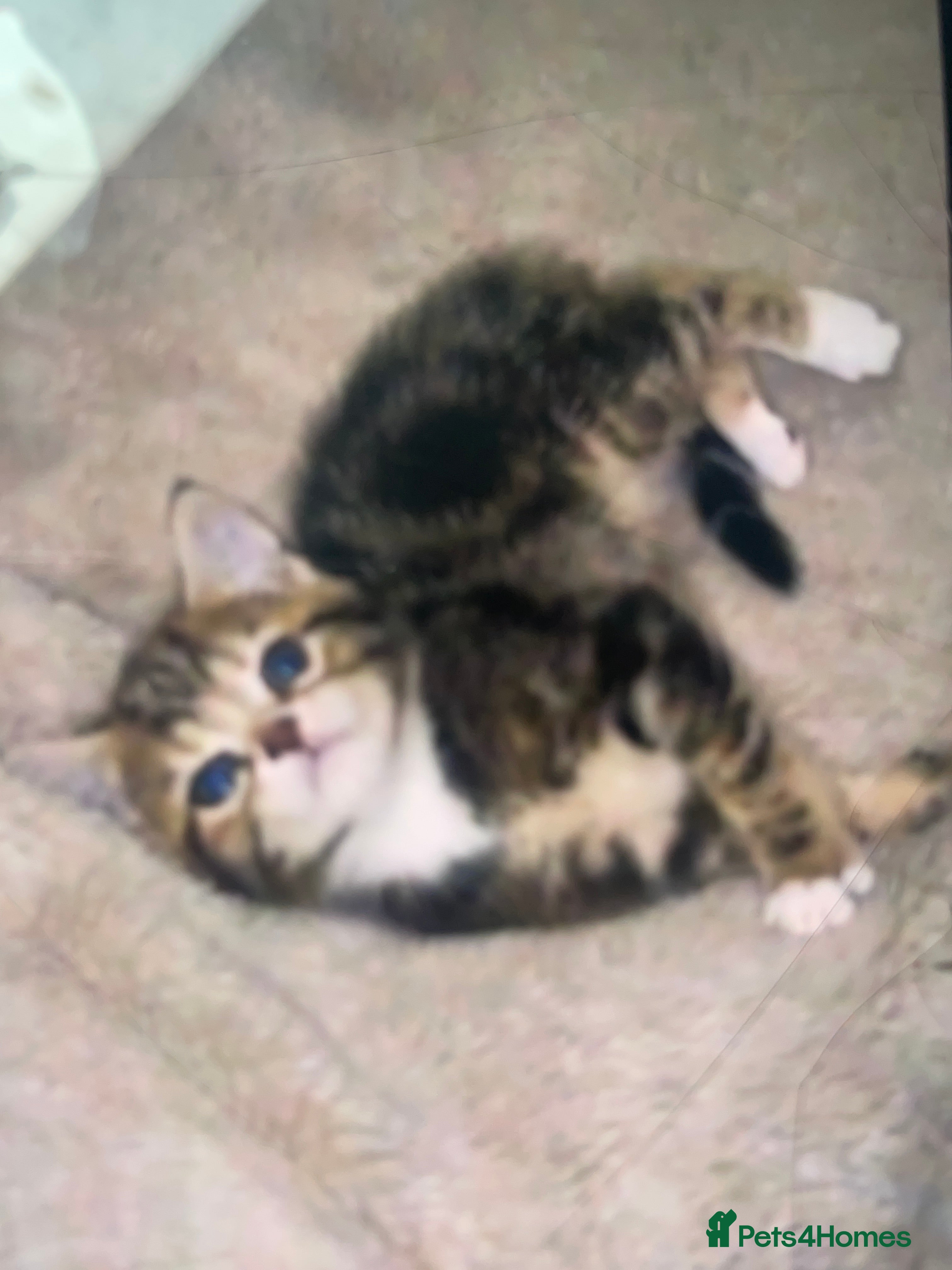 Mixed Breed cats female tabby (description)  - Advert 13